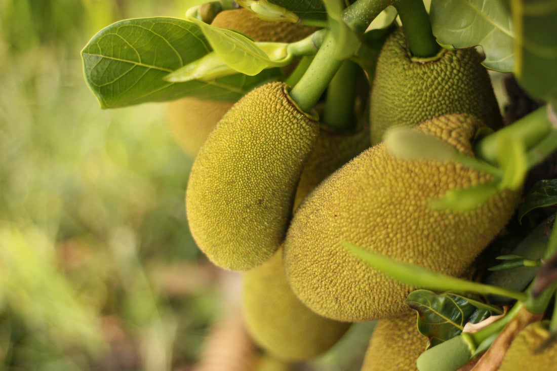 5 Interesting Ways to Eat Jackfruit - Tassyam Organics