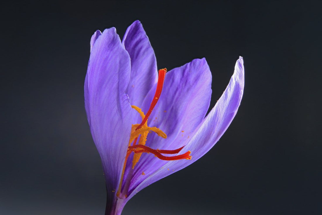 Benefits of Saffron And Why is it Worth Every Penny You Spend? - Tassyam Organics